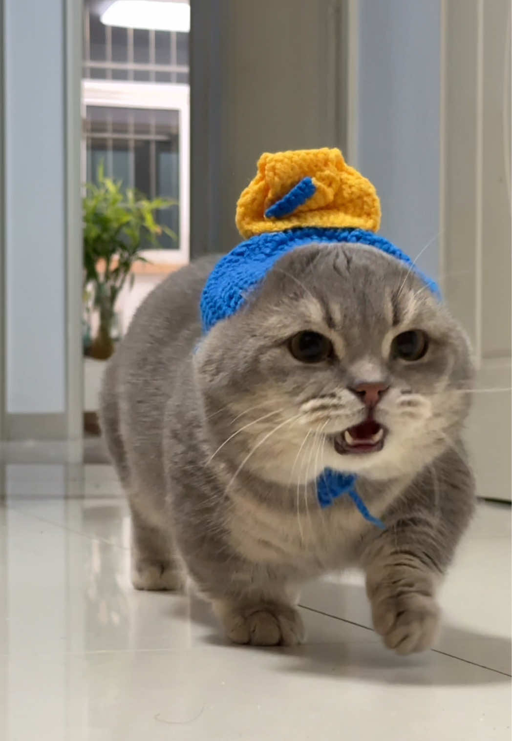 #catsoftiktok #funnyvideos #funny #cutecat #cat 