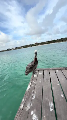 Hice un amiguito en Aruba 🇦🇼 #aruba🇦🇼 #viajarporelmundo #aruba #aruba #viajes 
