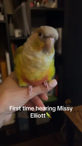 She digs it #letmeworkit #conuresoftiktok #birdsoftiktok 