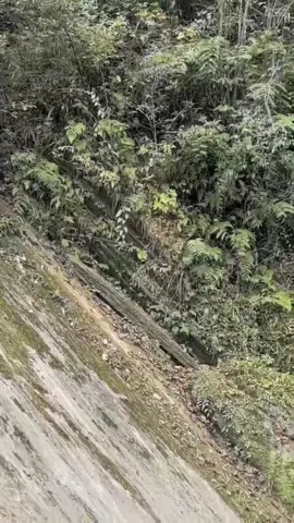 It looks so tired after 4 hours chasing. Our hunting area has dense brush and steep terrain, which is different from what I’ve seen in other short videos. What do you think?