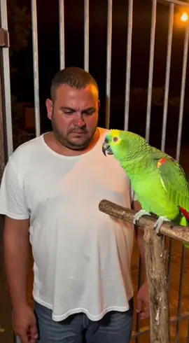 Deu ruim papagaio dedurou #papagaiofalante #papagaio #meme 