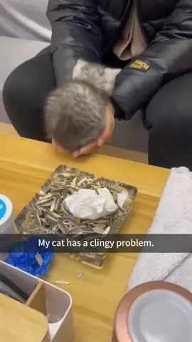 Part174: My cat has a clingy problem.#catlover #clingy #clingypet #clingycat #catsoftiktok #cutecats #funnycat #cats #kitten #petlover #petlife 