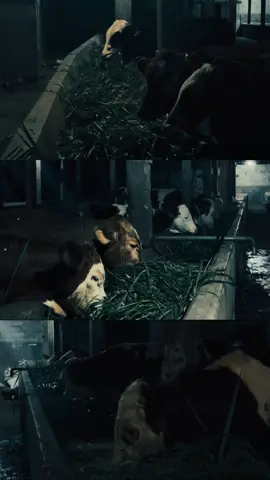 #sapi #appsi #sapiviral #sapilimosinsuper #magelang24jam 