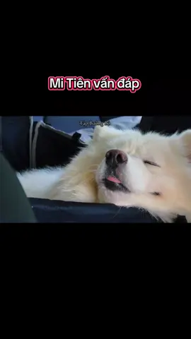 #giacngo #phatphap #mitienvandap #tapbuongbo96 