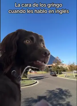 #memes #fyp #gringo #ingles #aprenderingles 