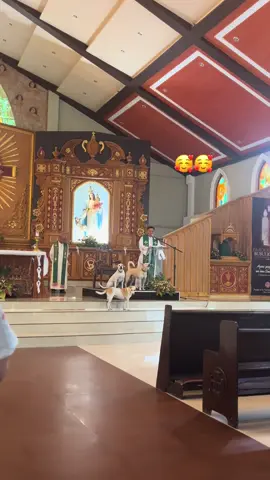 cute ng mga aso,sumasabay sa pag kanta🥰 #fyp #foryoupage 