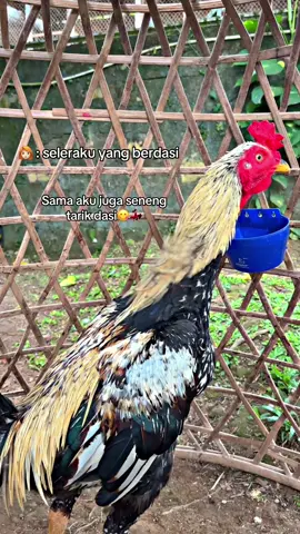 #ayam #ayampakhoy #pama #fy #pakhoy 