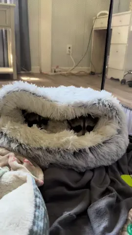 They were the sleepiest little babies #babyraccoon #raccoonsoftiktok #raccoon 