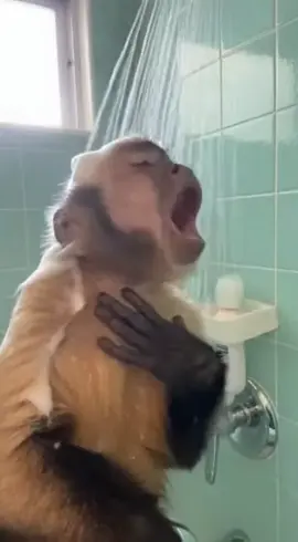 Todos cantamos en la ducha, pero él de verdad tiene talento.                           #viraltiktok #viralvideo #tiktokviral #monkey 