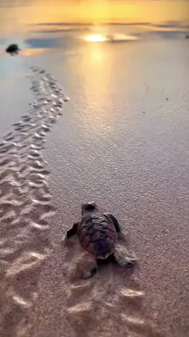 Motivación diaria... #creatorsearchinsights #constancia #confianza #inspiration #motivation 