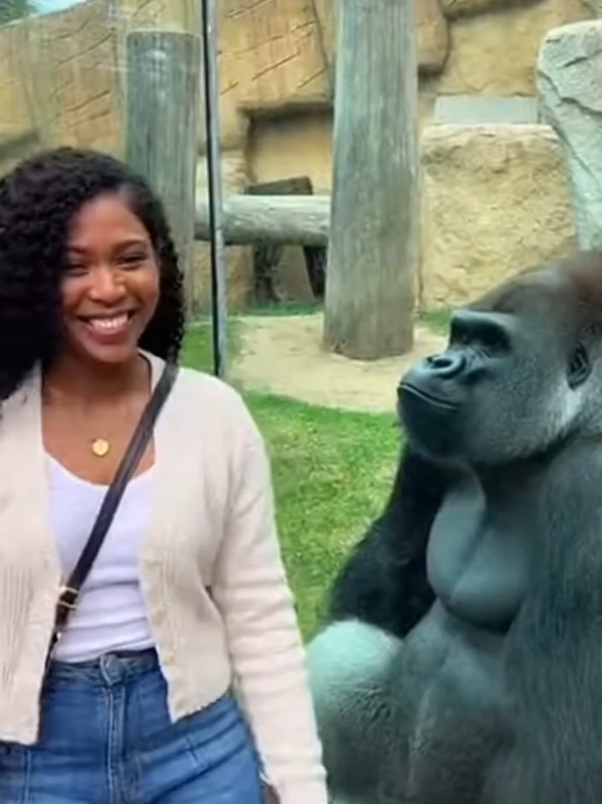 funny Gorilla Faints After Seeing woman kissing him! 🦍😂#Funny#GorillaFaint#ZooReaction#zooreaction 