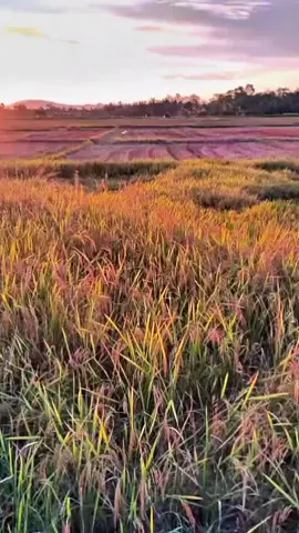 #kubota70pro🚜 tua🔨🔨#peng habi San lokasi inpo lokasi#bos #otopasakki🌾🌾🌾🌾🌾 lewat beranda fypppppppppppppppppppppppppppppp oprator muda##