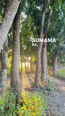 📍mahogany #xzybca #zybca #fyp 