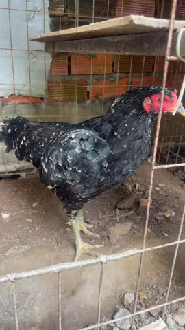 Măm trầu kiểu này botay r😂#gàchiến #gà_chọi_việt_nam #gàchọi 