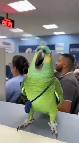 #papagaio #papagaiobrabo #inss #brasil #comedia 