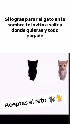 #gatos 