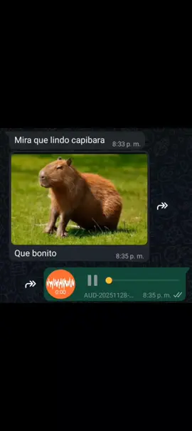 ¿cuál capibara? #audios #whatsapp #paratii #fyp #viral  jajajajajajaja jajajajajajajajakajajajajakakakakakkajajajajajajajaajjajajajajajajajaajjaajjajajajajjajaajajajjaajjajajajajajajajajajajajajajajjajajajajsjsjsjajajajajajajajajajajajajjaajjajaajjajajajajajajajajajajajjajaajajjajajajajajajajajajajajajajajajaajajajaajajaajaajajajajajajajajajajjjajajajajajajajaajajajajajajajajajajjajajajajajajajajjajajajajajajajajjajajajajajajajajajajajajjaajaajajajajajajajaja 