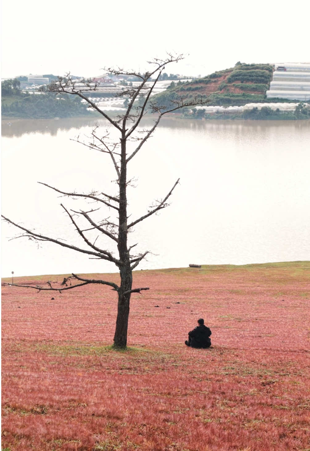 Đà Lạt sáng nay 29/11 cỏ vẫn hồng, trời nắng nhẹ. Cảm thấy yên bình 🥰 #dalat 