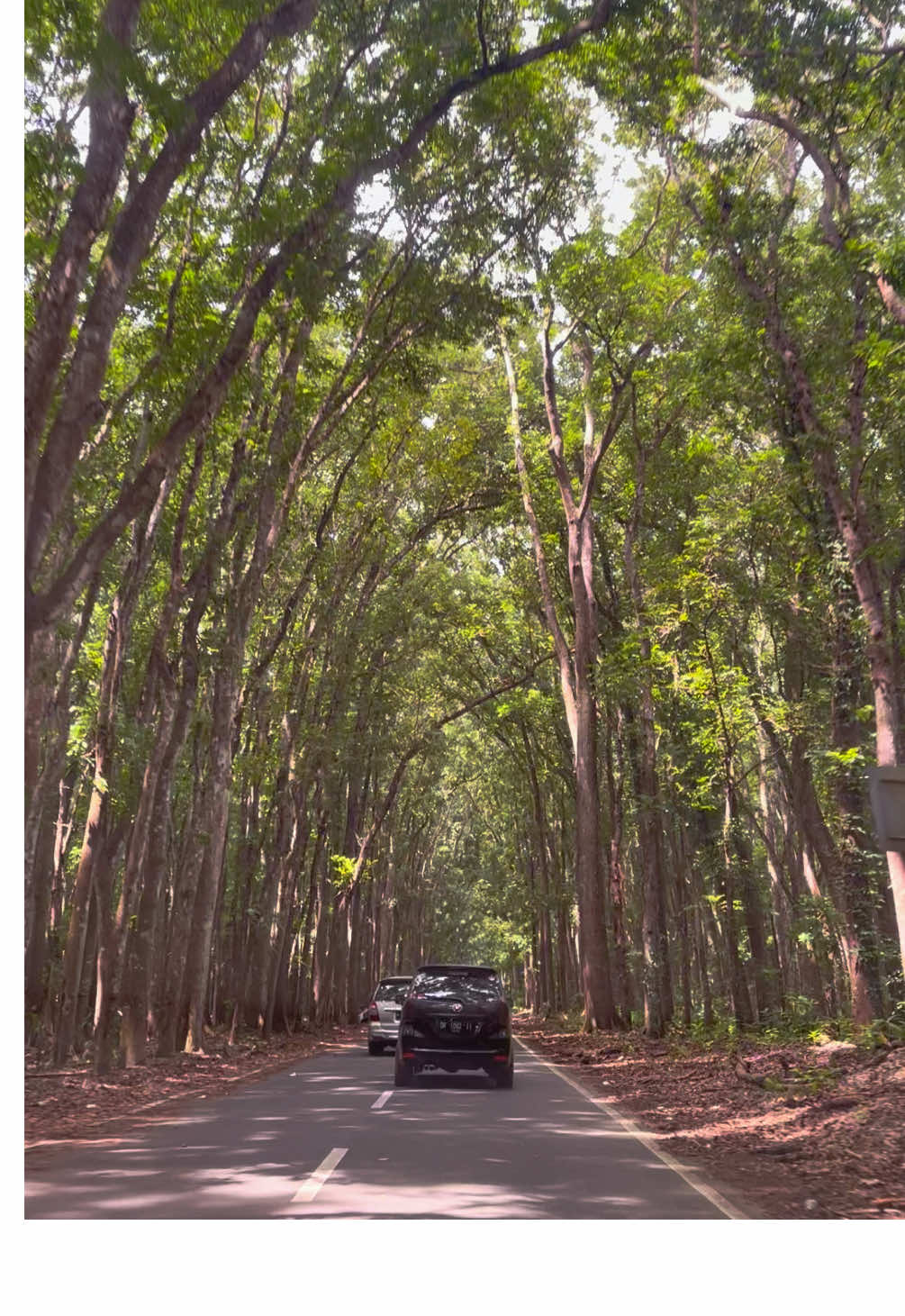 Kapan terakhir kalian kesini 🍃🌊 #alaspurwo #tamannasionalalaspurwo #fyp #yourpage #banyuwangi 