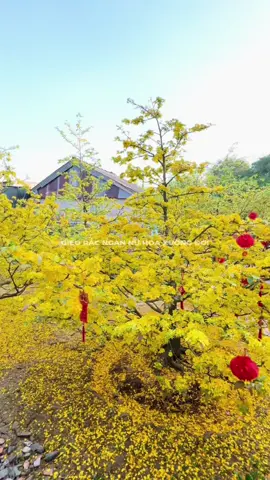 Ở chổ bạn lạnh chưa🧧🧧🧧 #têt2026 #xuanbinhngo2026 #tet2026caitetdoanvien #tet2026 #thanhthoiluottet 