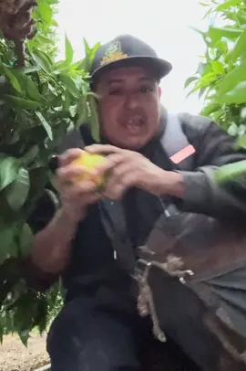 Esto me pasó por darme comiendo las mandarinas de mi patrón😱  un final inesperado