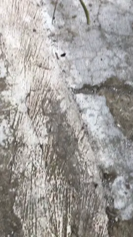 #vavarioan #vario125old #ledoldgank #munculberanda #fypberanda 