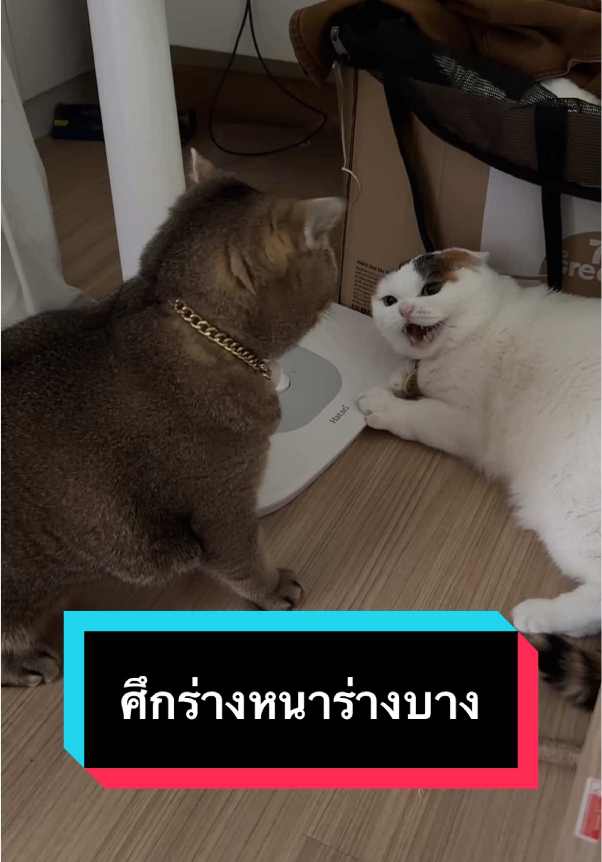 ศึกครั้งนี้ไม่จบง่ายๆแน่ #มูมินแมวเหนียง #มู้ดดี้แมวแสบ #แมวน่ารัก #สวนสัตว์tiktok #catsoftiktok 