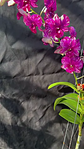 Tuyết Sơn #hoalandenrochop 