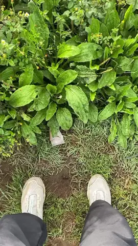 prauuuu #praumountain #foryoupage #4u  #gunungprau2565mdpl 