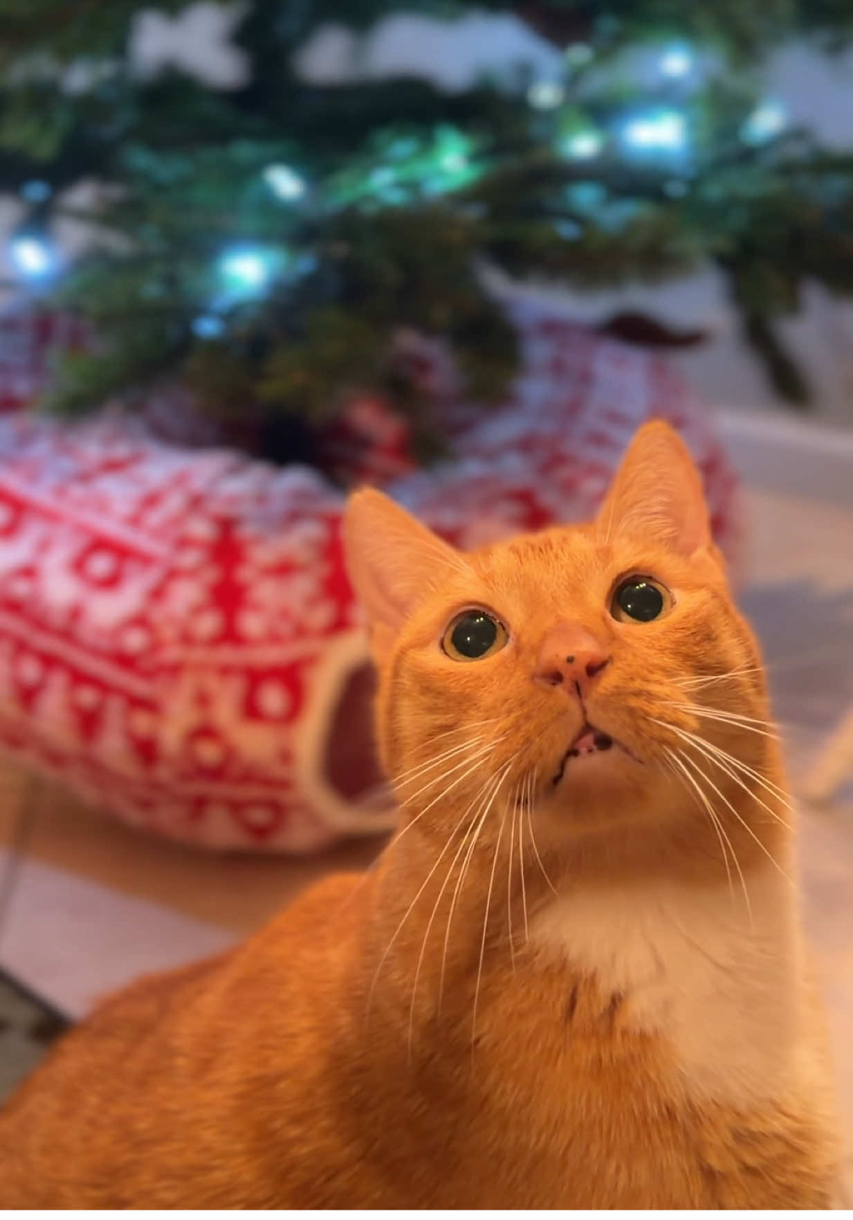 Cat parents know that having a Christmas tree is a risk 😭 With this tunnel bed I can have a piece of mind during the holidays ✨🤍  • #christmas #tunnelbed #christmastree 
