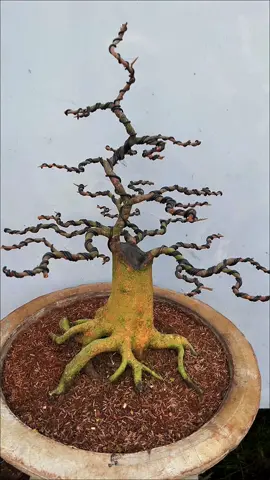 🌳 Càng uốn, cây càng đẹp – càng trải, người càng sâu ❤️ #maivangbonsaimcb#xuhuong#maivang#maivangbonsaimini#maivangbonsai 