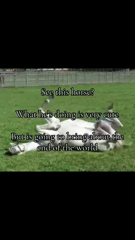 Gold shit :( #goldship #goldshipumamusume #umamusumeprettyderby #horse #golshi 