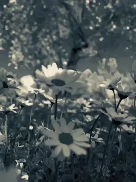 #CapCut #dianastemplate #fypage #foryou #quote 