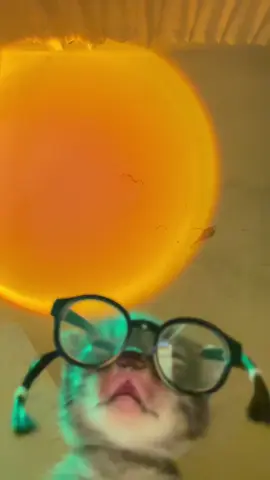 Caught a vibe.#party #fyp #nightlife #catsoftiktok #bts 