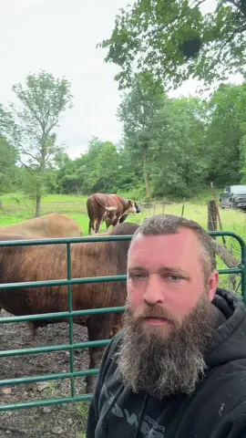 #rufusthebull #redfordthebull 