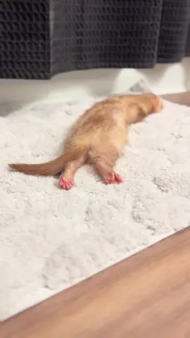 Pink toe beans 🐾✨🌸 #ferret #ferretvideos #huron #petferret #ferrettok 