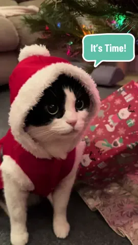 🎄 It’s the Most Wonderful Time of the Year! 🎅 #christmas #cat #costume #snow #holidays 