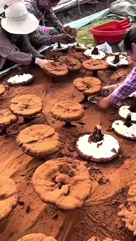 Butuh kopi yg nikmat dan bikin badan Fit? Cobain SH JUWARA CAFE . Aroma kopi mantap , dan ganoderma .  #kopi #kopisehat #kopiganoderma #shjuwaracafe #ngopi 