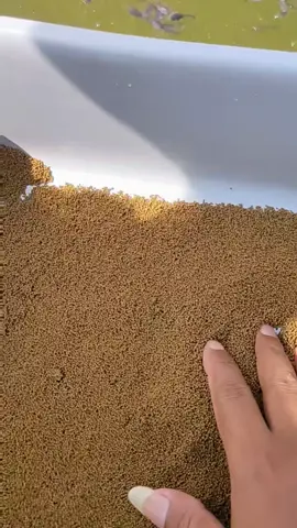 sabtu pagi mancing❌ sabtu pagi kasih makan ikan✅ #promomakangajian #peternakmuda #lele #bibitlele #fyp 