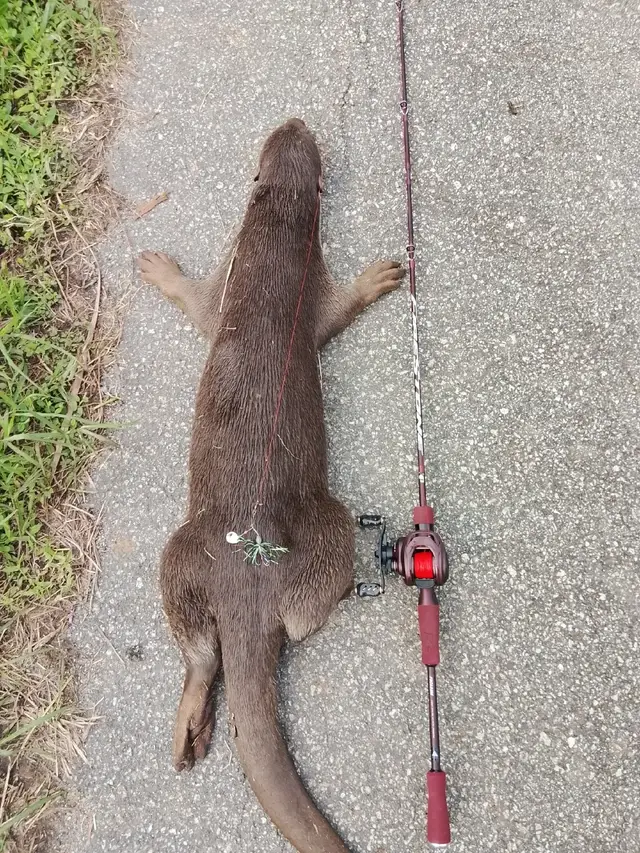 payung sikit hasil kat komen #kakipancing #expfishing #expmavix #expfirestone  #fyp