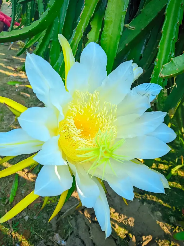 ড্রাগনের চারা নিতে চাইলে ইন বক্স নক দেন #foryou #tiktok #viralbaby 