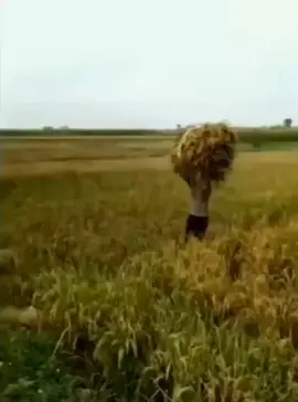 😁😁😁#fypシ゚ #fypage #foryoupage #fyppppppppppppppppppppppp #fypviralシ 