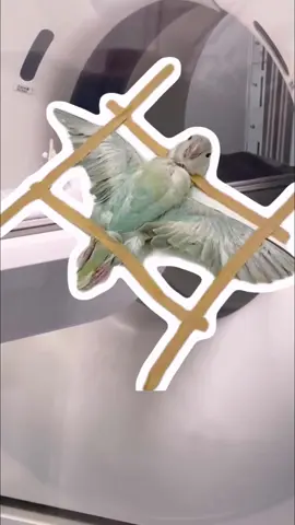 Performing CT scans on animals. #tiktok #aniamls #fyp #cute 