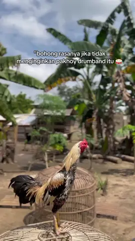 bohong rasanya #fyp #ayampama #ayampkhoy #peternakayam #ayamindonesi 