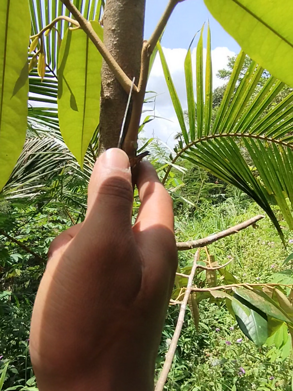 saat usia sambungan masih muda,, kita harus fokus ke pertumbuhan ke atas dulu. tujuane untuk menguatkan batang induk dulu. nanti kalau sudah wajtunya, baru kita mulai bebtuk pencabangannya. #grafting #alpukat #durian #berkahtunas 