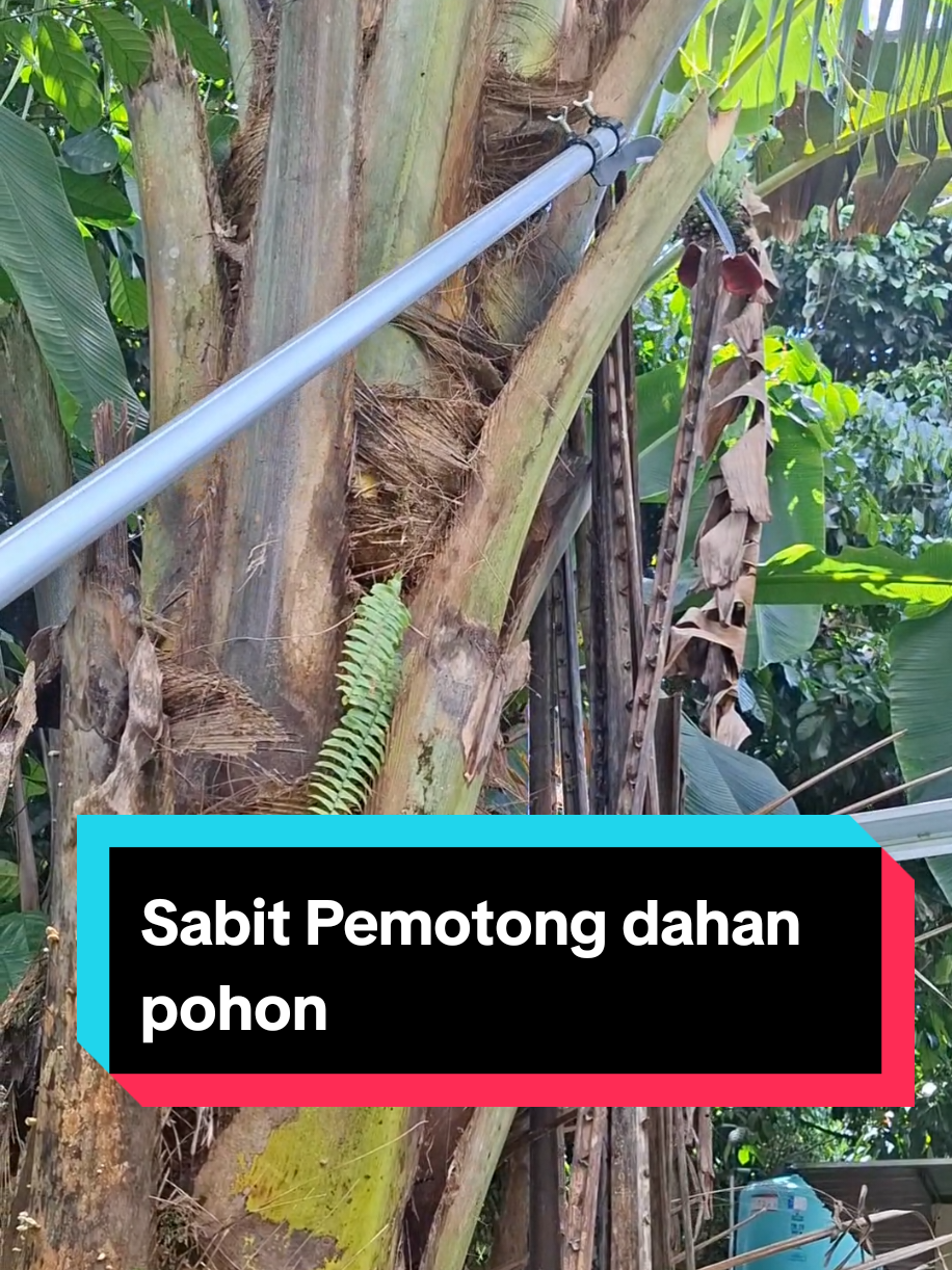 Sabit pemotong dahan #sabit #alatpertanian #sabitpemotongrantingpohon 