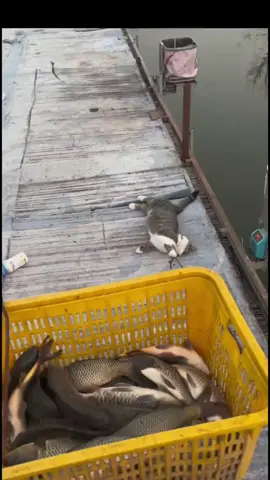 níu kéo bữa ăn cuối cùng  #dongvatdethuong 