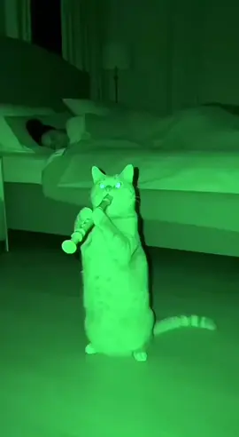 Tonight, the chubby orange cat is practicing playing the recorder.#cat #funny