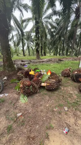 #kuli #fyp #kulisawit🌴 #story #petanisawit 