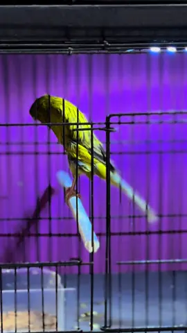 Masyaalloh 🩵 #masukberandafyp #xybca #odbegalsquaad #kenarimaniaindonesia #fyp 